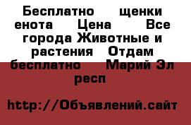 Бесплатно !!! щенки енота!! › Цена ­ 1 - Все города Животные и растения » Отдам бесплатно   . Марий Эл респ.